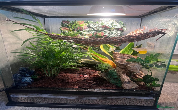 Gecko reptiles in Dunmow - Advert 8
