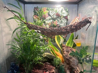 Gecko reptiles in Dunmow - Advert 9