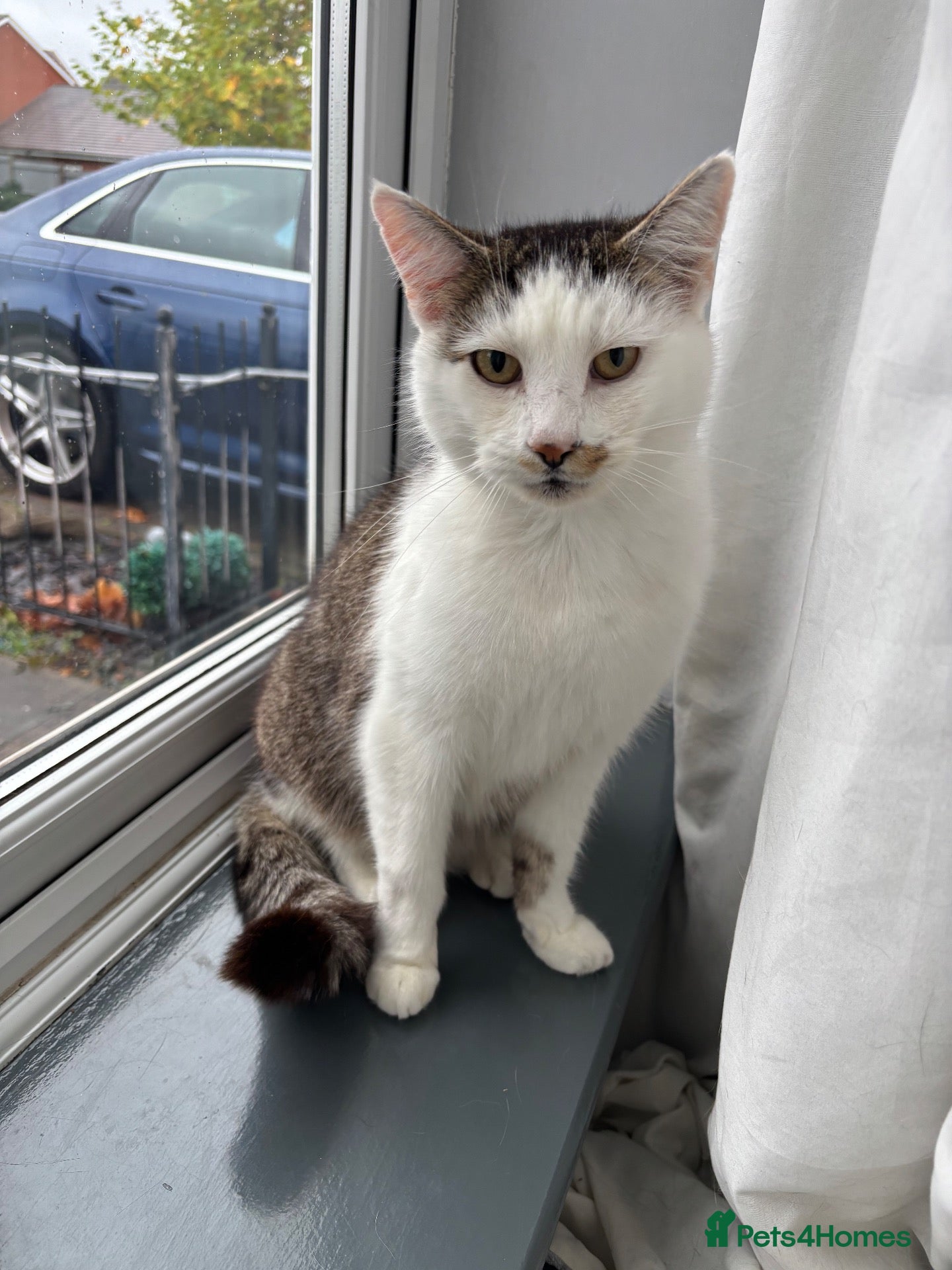 Mixed Breed cats for sale: 3 loving cats to be rehomed - Advert 1
