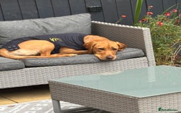 Mixed Breed dogs for sale: Red Fox Lab - Image 5