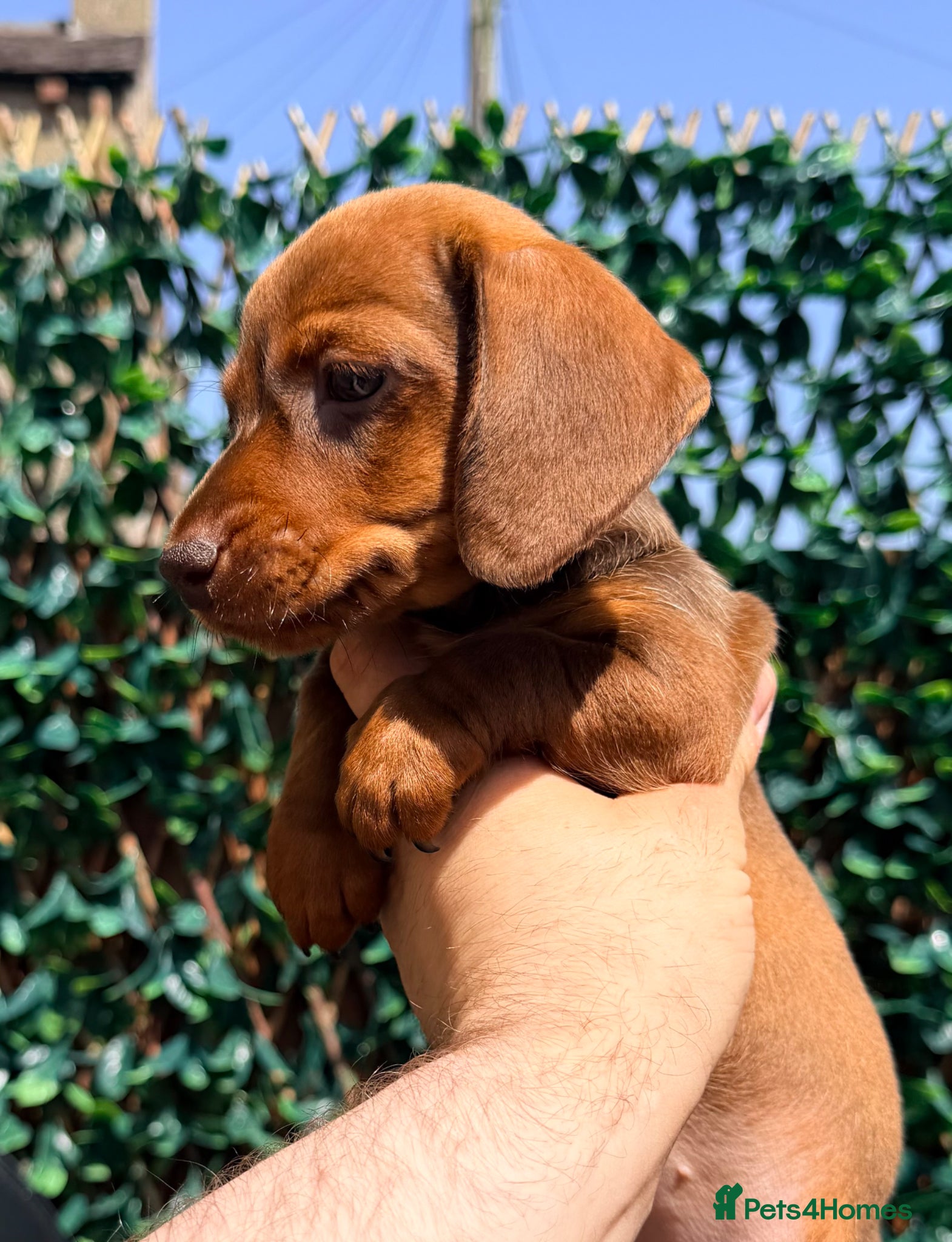Miniature Dachshund dogs Ready now Outstanding Russian bloodline minis - Advert 2
