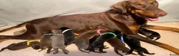 Dobermann dogs for sale: KC REGISTERED DOBERMAN PUPS - Advert 18