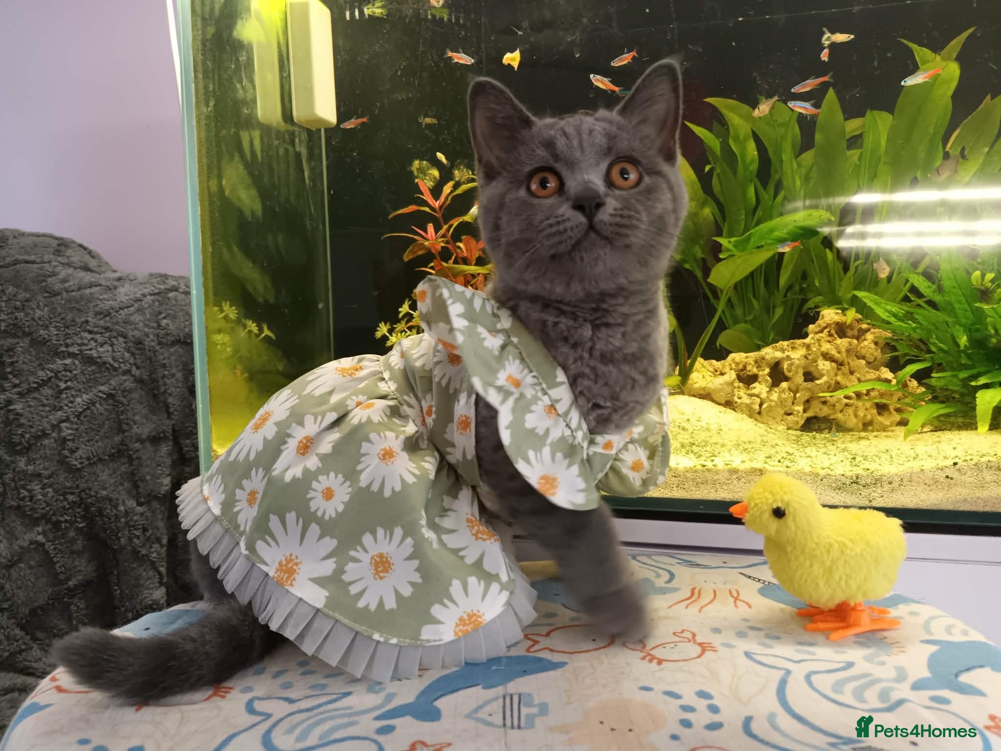 British Shorthair cats Pure British Shorthair  - Advert 17
