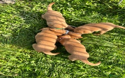Labrador Retriever dogs for sale: 💛💛 Excellent Labrador Pups 💛💛 - Image 12