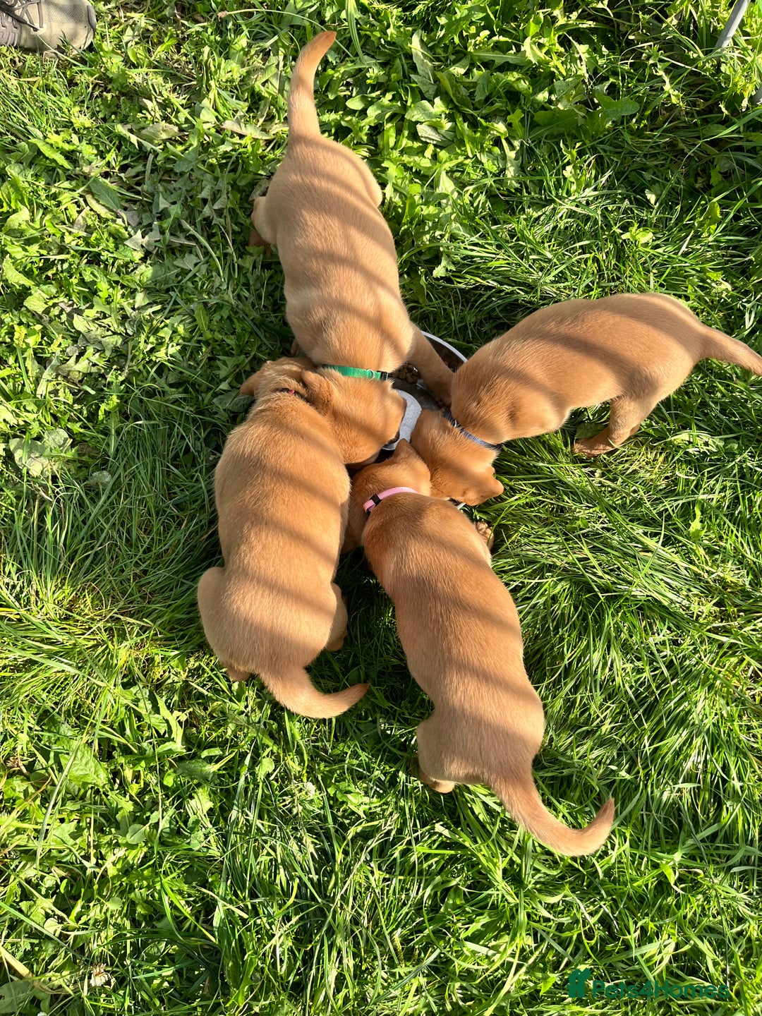 Labrador Retriever dogs for sale: 💛💛 Excellent Labrador Pups 💛💛 - Image 12