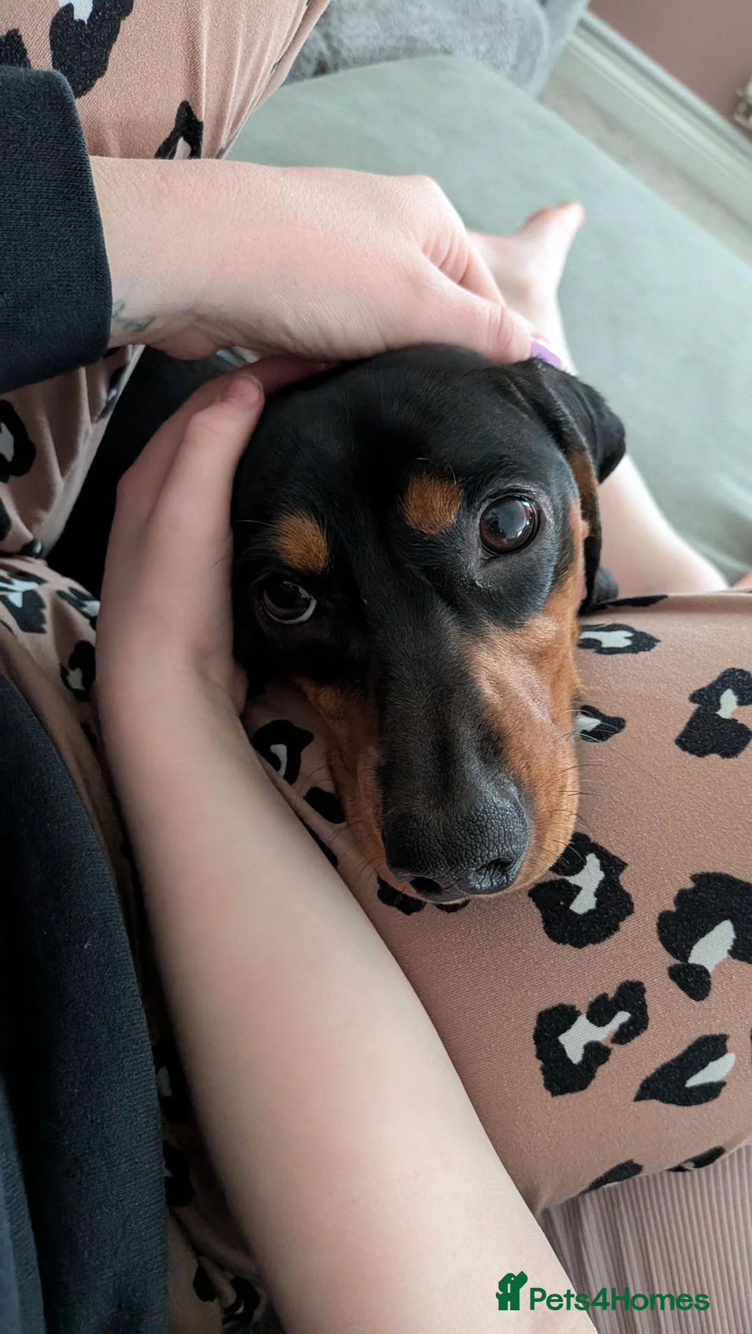 Mixed Breed dogs for sale: Miniature Dachshund  in Hereford - Advert 1