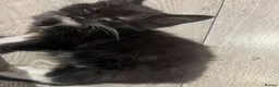 British Longhair cats for sale: Only 4 females  - Advert 2