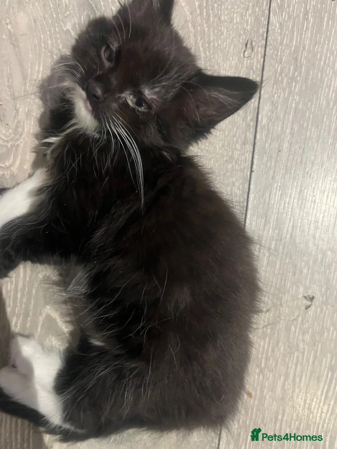 British Longhair cats for sale: Only 4 females  - Advert 2