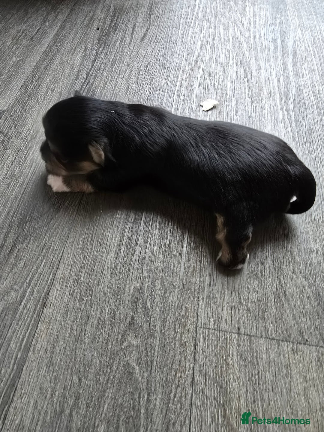 Morkie dogs for sale: Morkie puppies for sale - Image 14