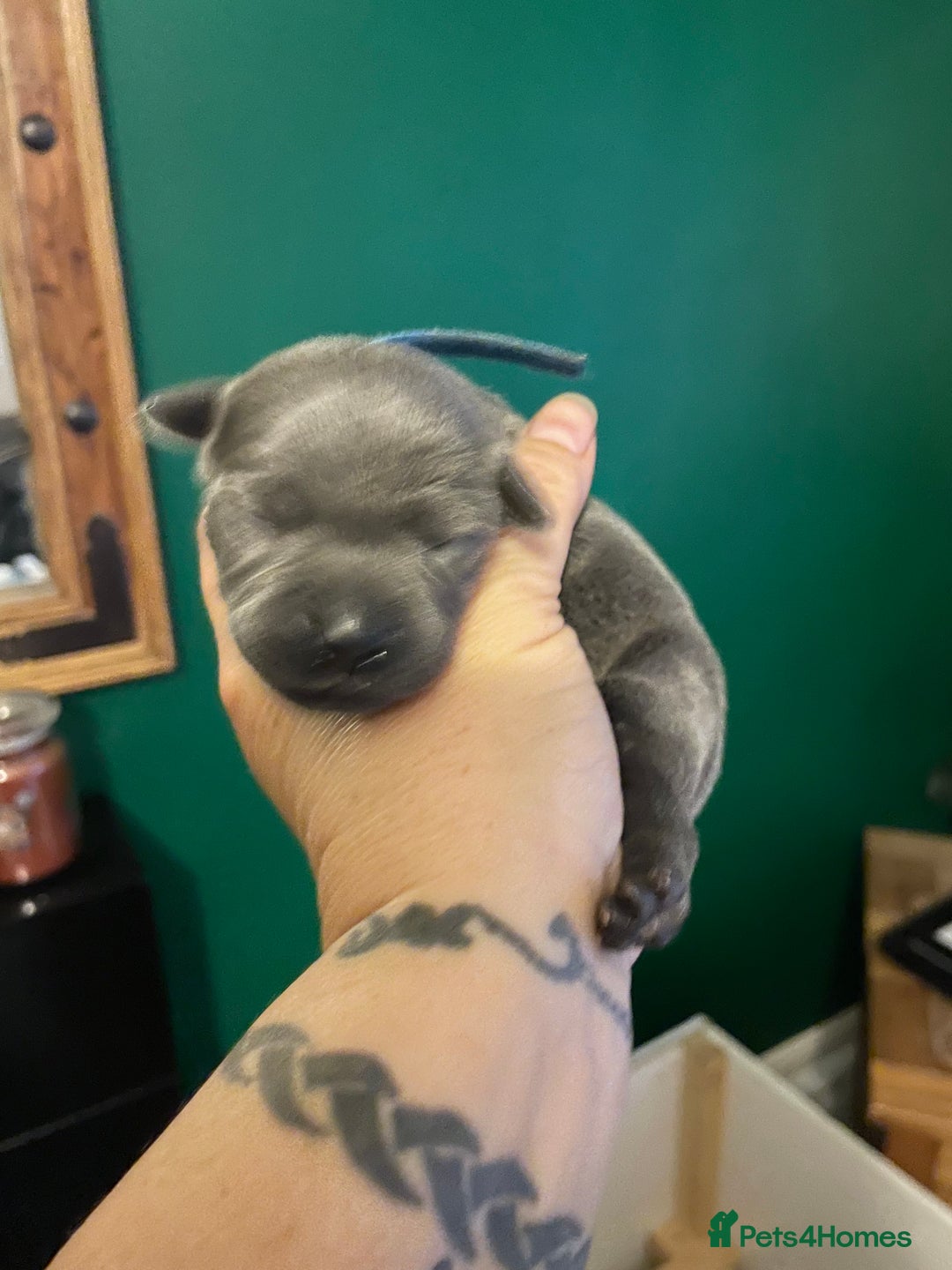 Staffordshire Bull Terrier dogs for sale: Blue pups  - Advert 23