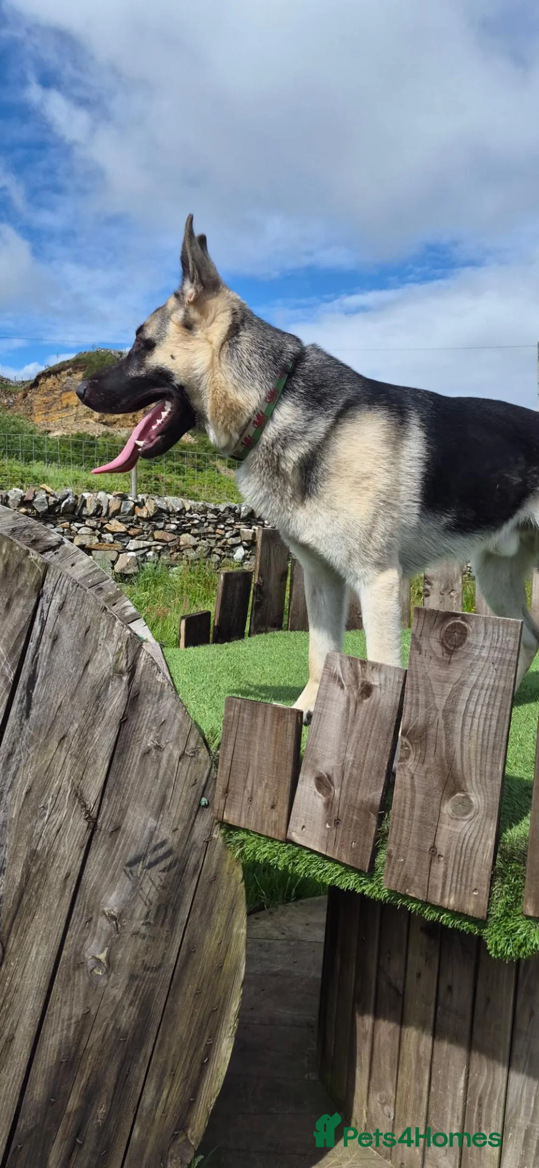German Shepherd dogs for stud: Rare East european shepherd uk - Advert 2