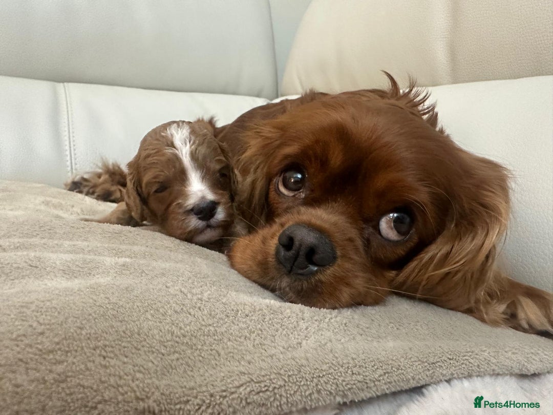 Cavapoo dogs for sale: 🐾 Beautiful F1 Cavapoos – Raised with Love  🐾 - Advert 17