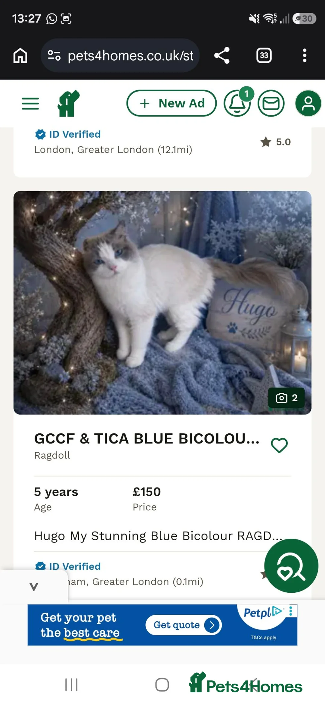 Ragdoll cats for sale: Pure ragdoll kittens  - Advert 2