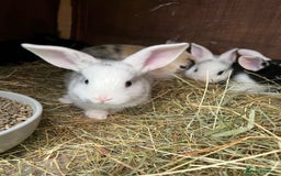 Mixed Breed rabbits for sale: Baby bunnies - Image 12