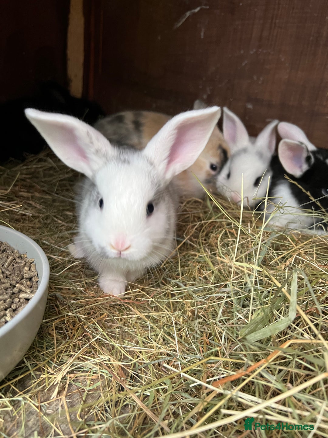 Mixed Breed rabbits for sale: Baby bunnies - Image 12