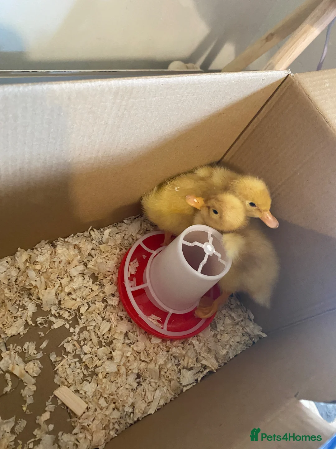 Ducks poultry for sale: 2 ducklings - Advert 1