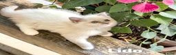 Ragdoll cats for sale: Stunning fluffy blue-point ragdoll female kittens  - Advert 8