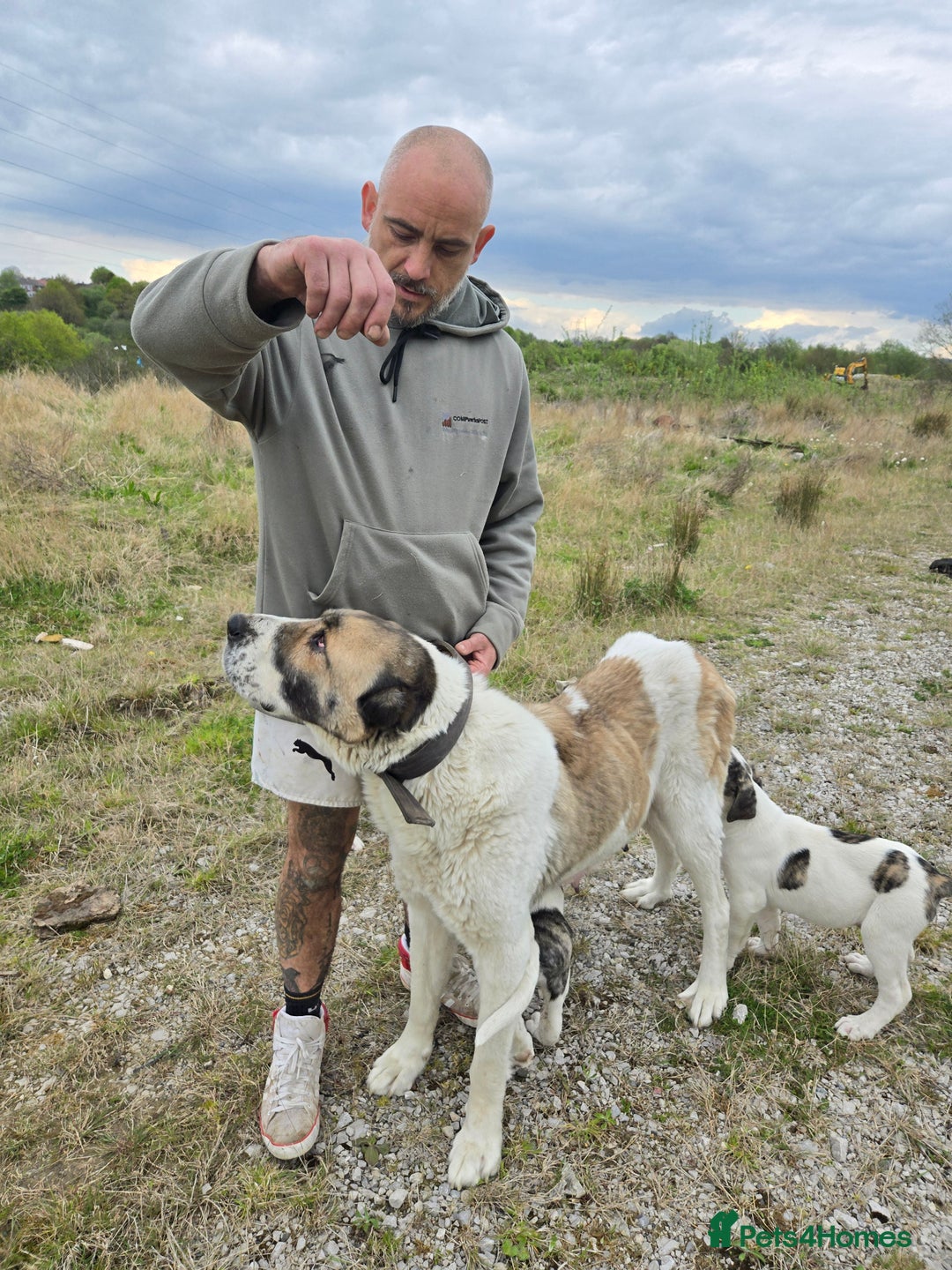 Mixed Breed dogs for sale: PresaAlabai - Advert 3