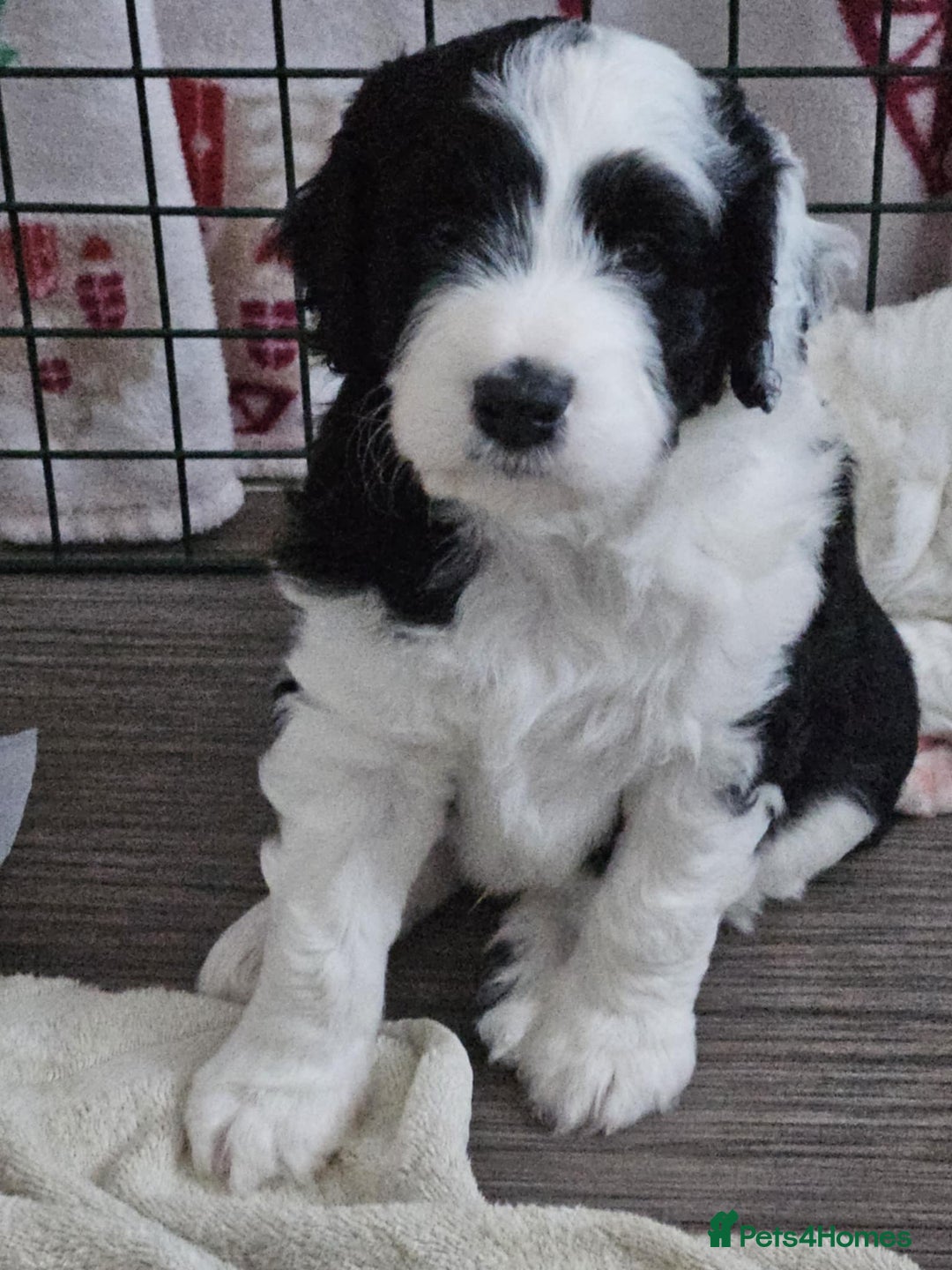 Bordoodle dogs for sale: Beautiful mixed colour bordoodles for sale  - Advert 4