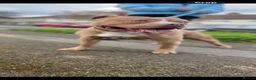 American Bully dogs for sale: American Standard Bully  in Huddersfield - Advert 10