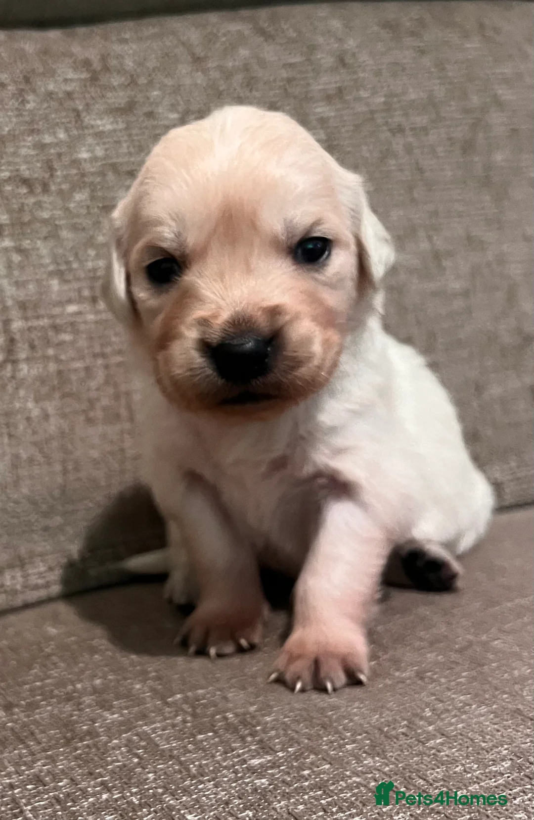 Golden Retriever dogs for sale: KC Registered Puppies - Advert 2