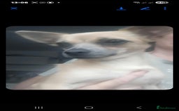 Chihuahua dogs for sale: Golden chihuahua  - Image 4