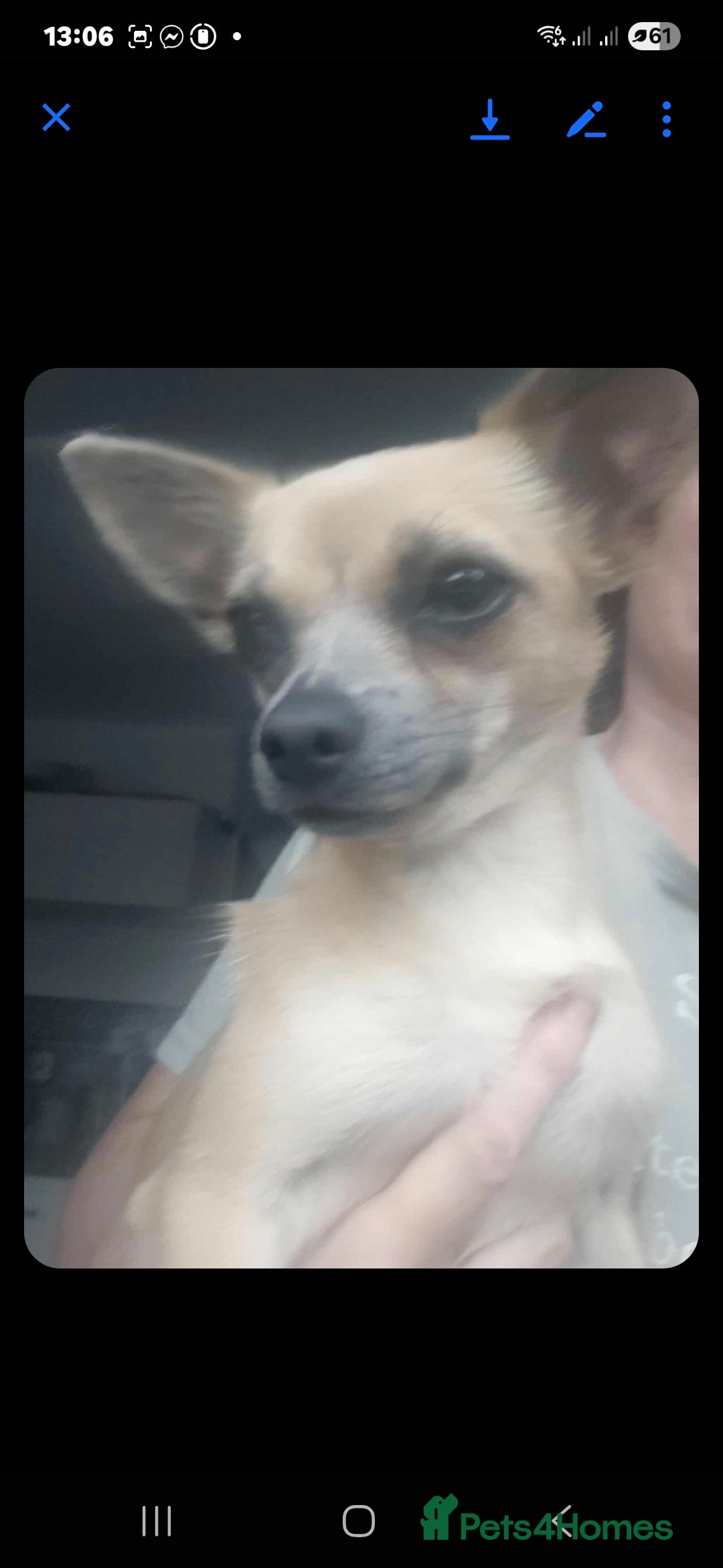 Chihuahua dogs for sale: Golden chihuahua  - Image 4