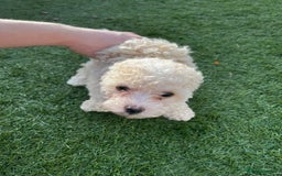 Cavapoo dogs for sale: Beautiful cavapoo puppies  - Image 34