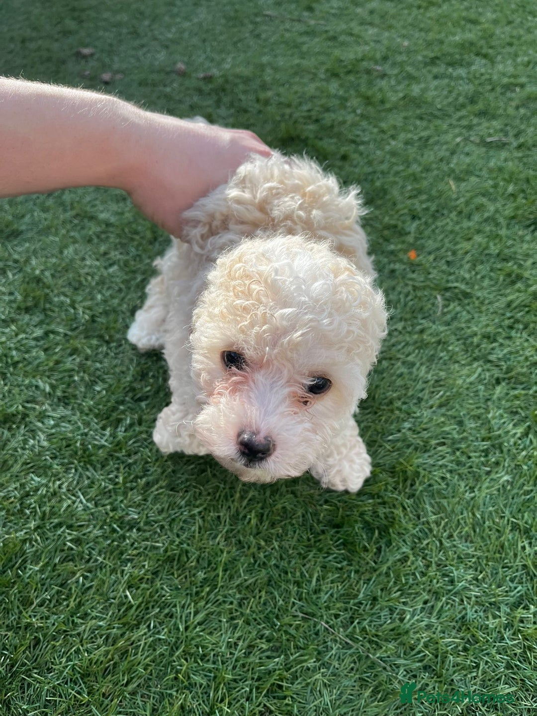 Cavapoo dogs for sale: Beautiful cavapoo puppies  - Image 34