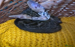 Bengal cats for sale: Bengal kittens for sale £350 - Image 12