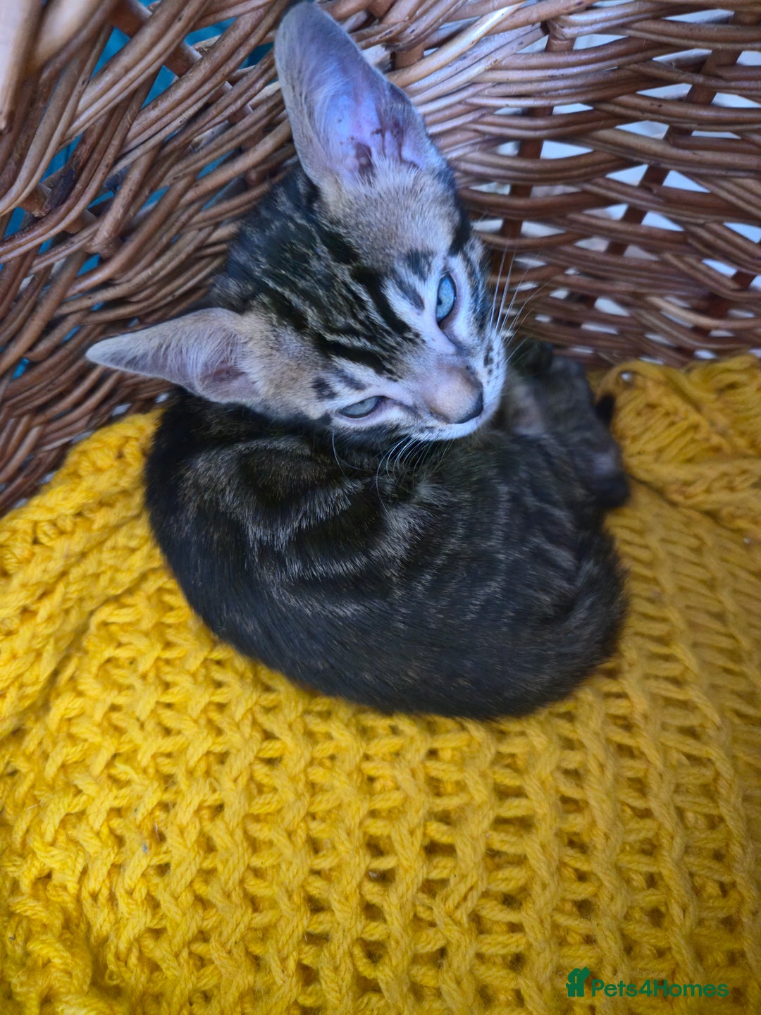 Bengal cats for sale: Bengal kittens for sale £350 - Image 12