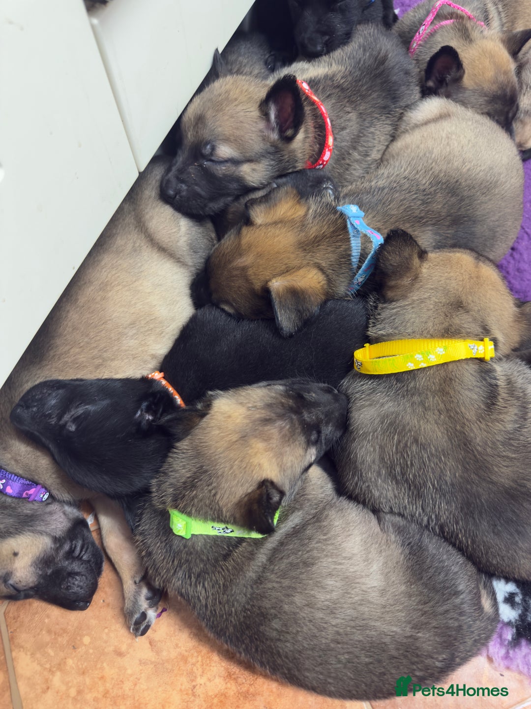 Belgian Shepherd Dog dogs for sale: KC Registered & Health Tested Belgian Malinois - Advert 23