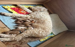 Goldendoodle dogs for sale: 🐶🐾🐶AUSTRALIAN DOUBLE DOODLE PUPPIES🐶🐾🐶 - Image 12