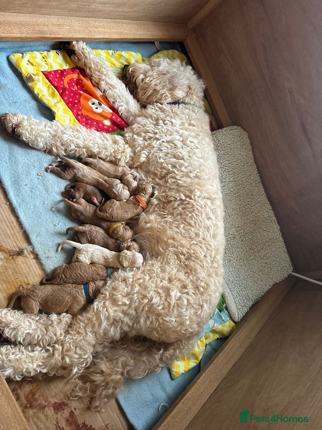 Goldendoodle dogs for sale: 🐶🐾🐶AUSTRALIAN DOUBLE DOODLE PUPPIES🐶🐾🐶 - Image 12