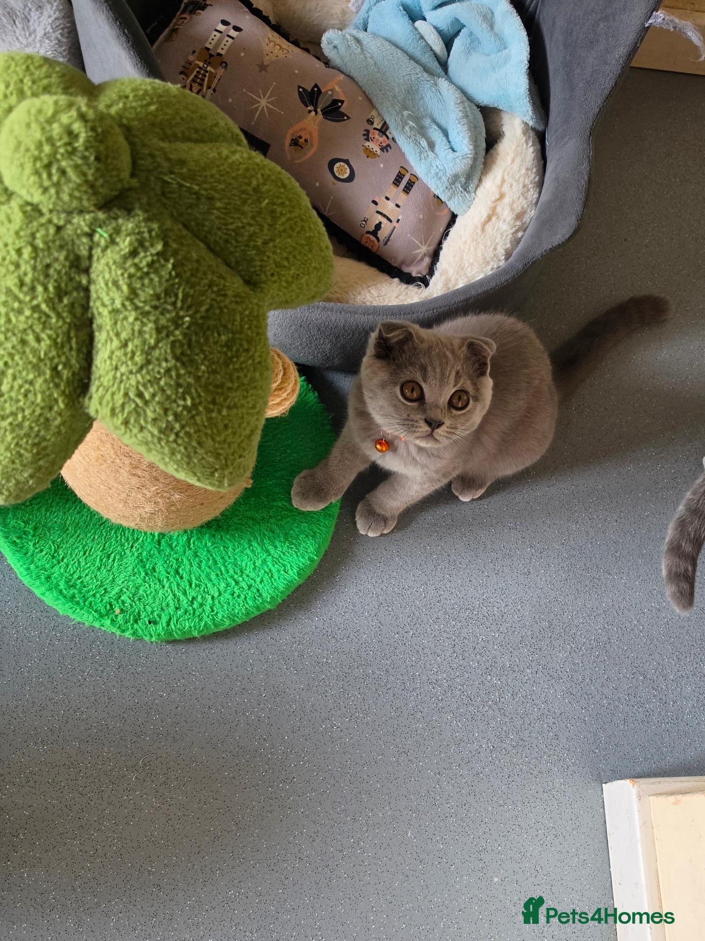 Scottish Fold cats 7 Scottish fold 😍beautiful  healthy kittens - Advert 1