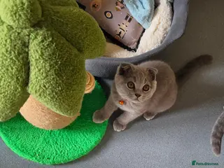 Scottish Fold cats 7 Scottish fold 😍beautiful healthy kittens - Advert 1