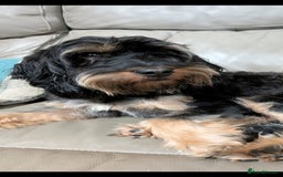 Cockapoo dogs for sale: Cockerpoo Puppies   - Advert 5