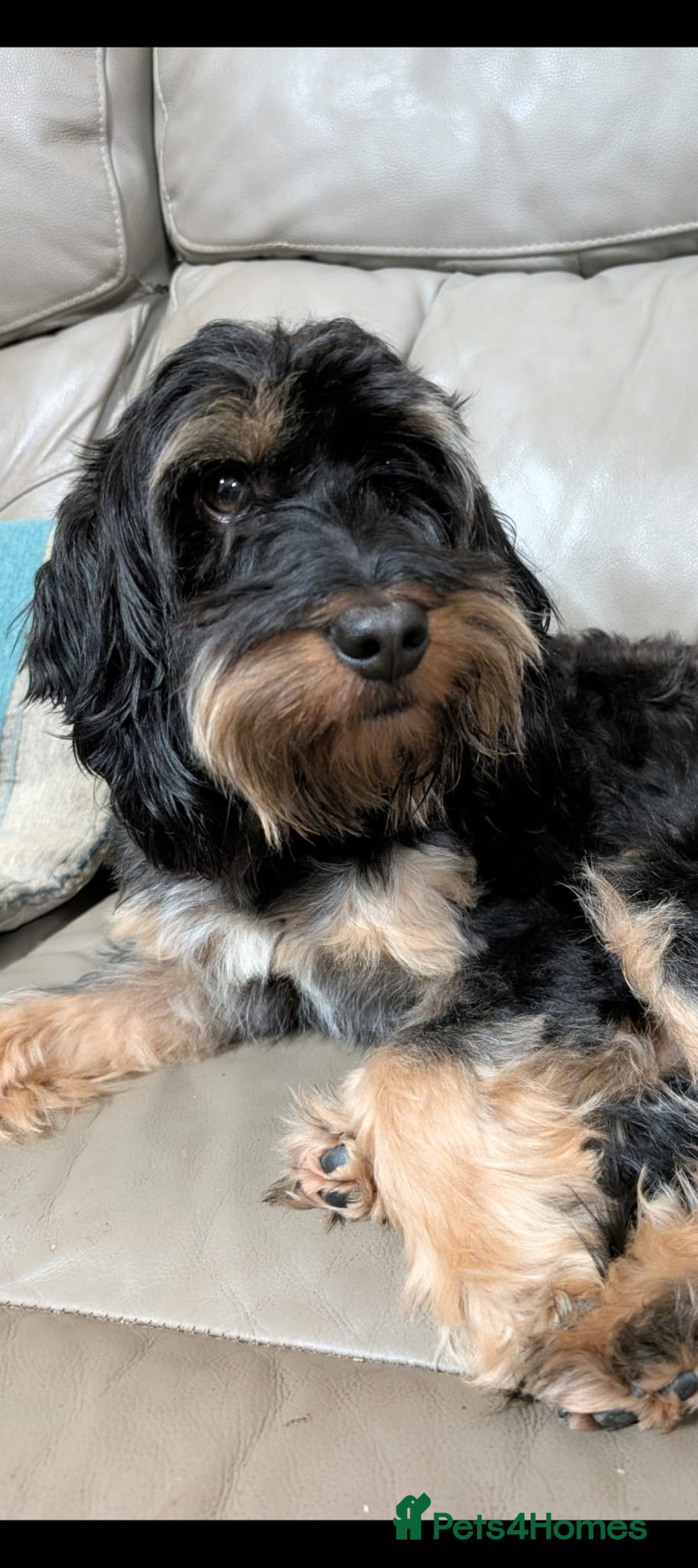 Cockapoo dogs for sale: Cockerpoo Puppies   - Advert 5