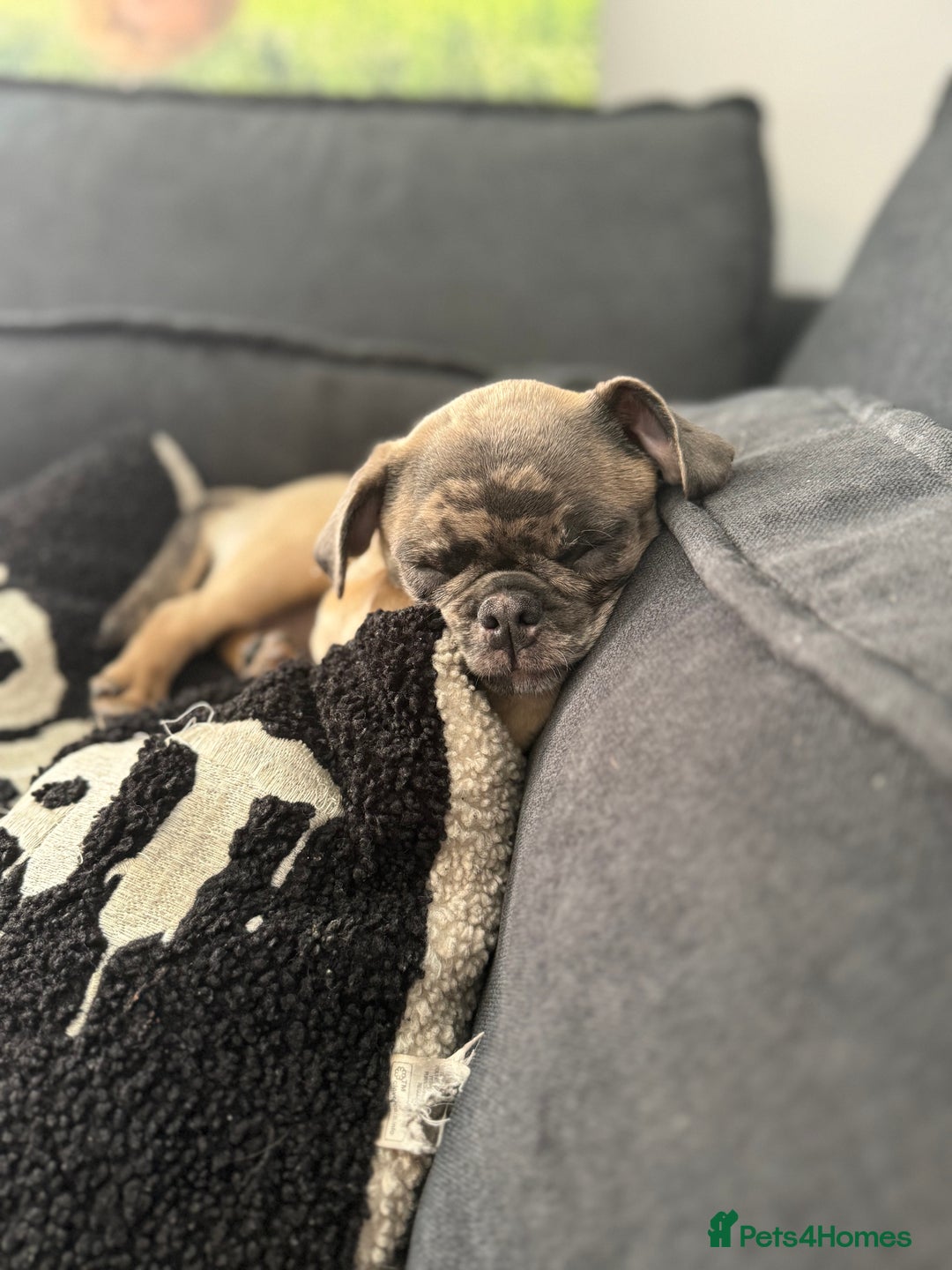 Pug dogs for sale: Merle pig girl  - Image 1