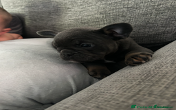 French Bulldog dogs for sale: Beautiful British x French bulldog Puppies - Image 14