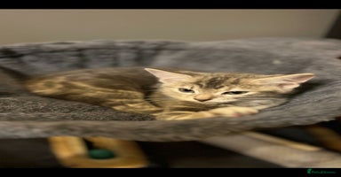 Maine Coon cats - Advert 4