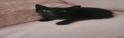 Mixed Breed cats for sale: Kittens - Advert 12