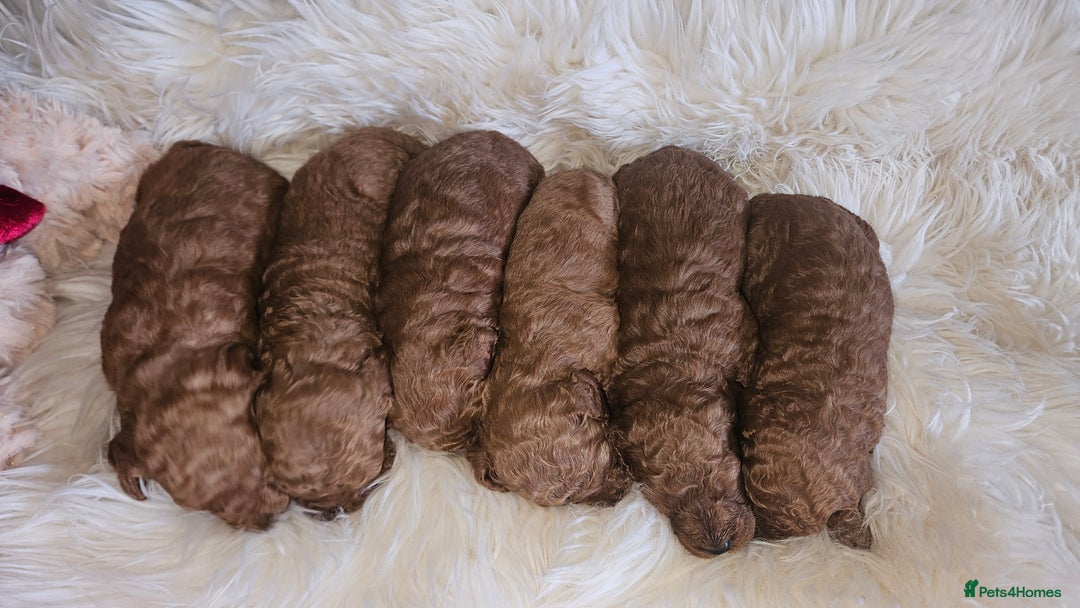 Miniature Poodle dogs for sale: Adorable miniature poodle puppies - Advert 11