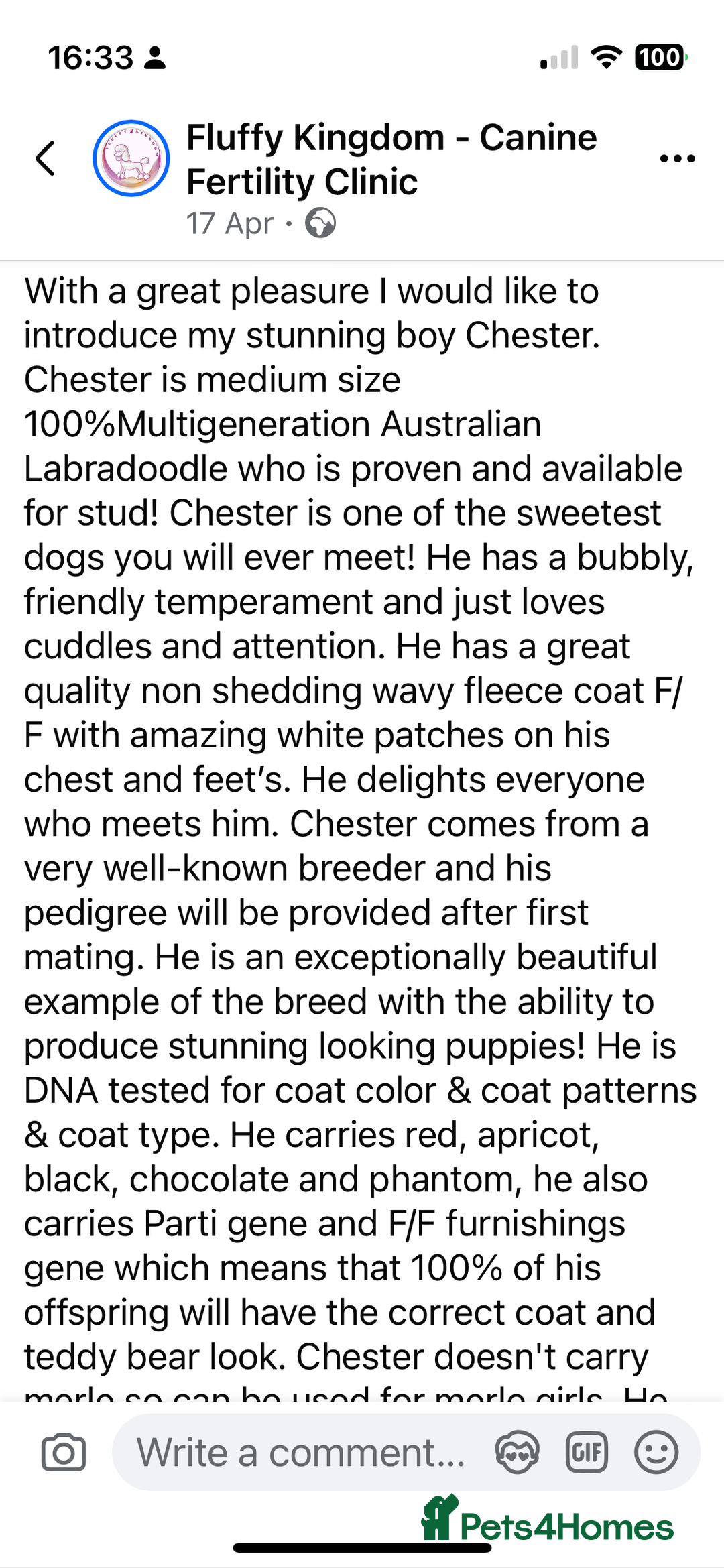 Australian Labradoodle dogs for sale: Gorgeous Australian Labradoodle Puppies  - Advert 34