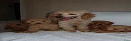 Toy Poodle dogs for sale: Toy poodle puppies  - Advert 5
