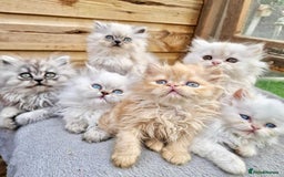 Persian cats for sale: BEAUTIFUL DOLL FACE FULL PERSIAN LONG HAIR KITTEN - Advert 9