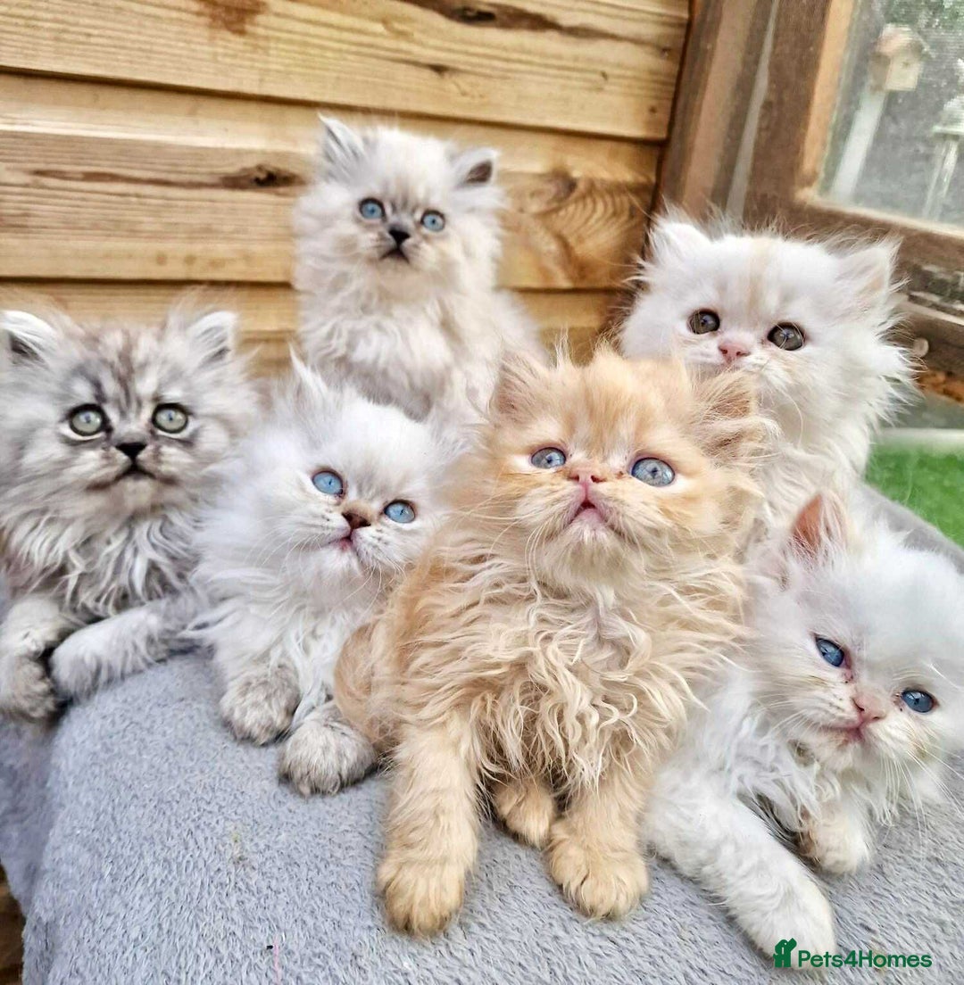 Persian cats for sale: BEAUTIFUL DOLL FACE FULL PERSIAN LONG HAIR KITTEN - Advert 9