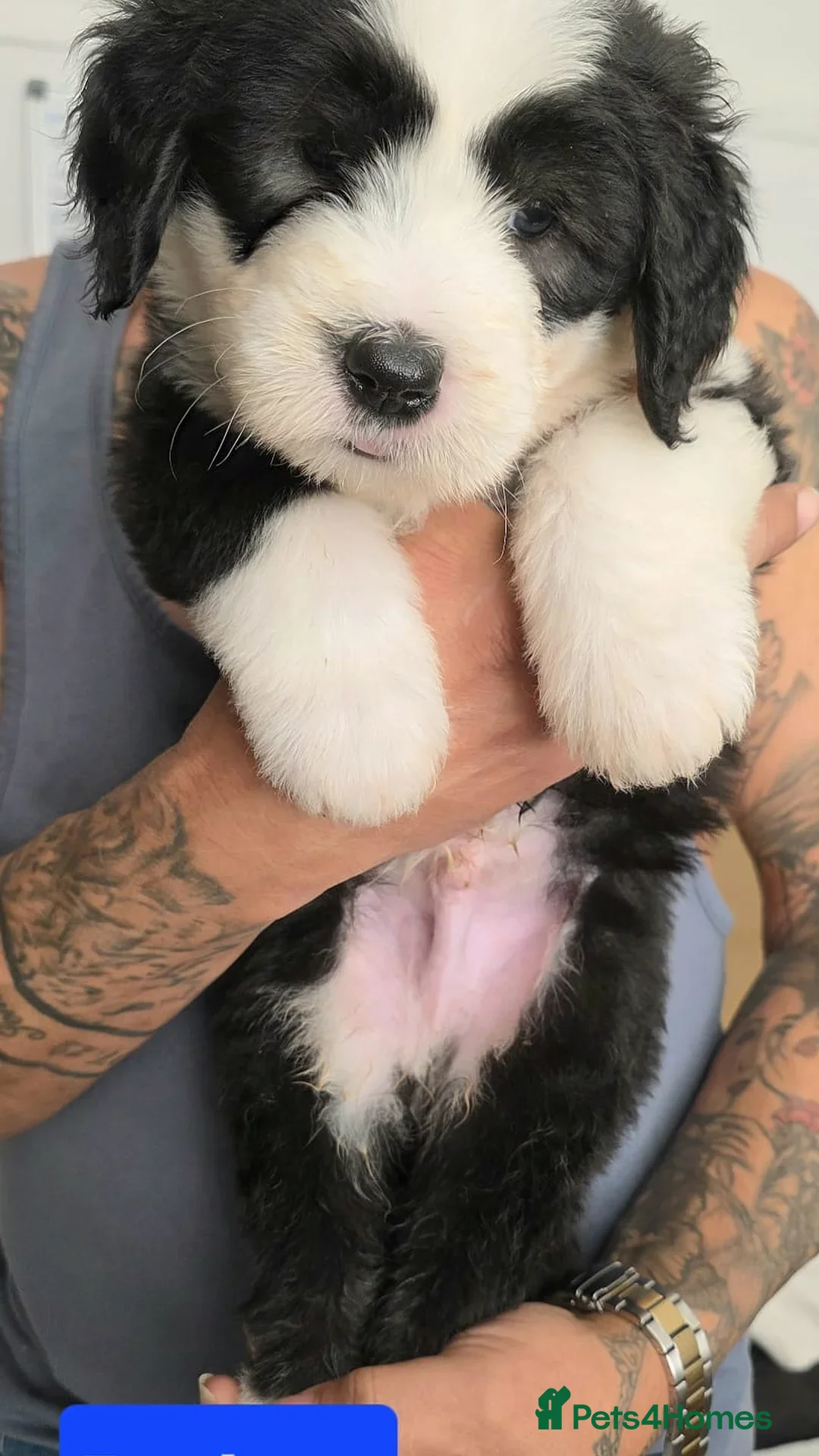 Old English Sheepdog dogs for sale: Stunning OES Puppies  - Advert 1