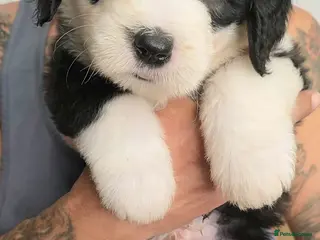 Old English Sheepdog dogs Stunning OES Puppies - Advert 2