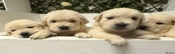Golden Retriever dogs for sale: KC Golden Retriever Puppies for sale - Advert 13